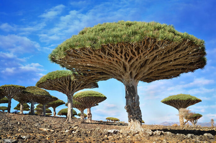 Copaci Dragonblood, Socotra, Yemen