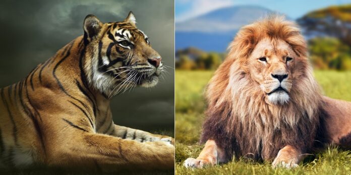 Tigru sau leu