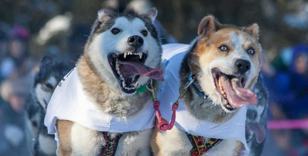 Cele mai căutate rase de câini pe Google
