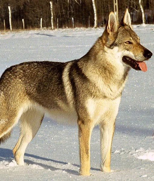 Wolfdog cehoslovac