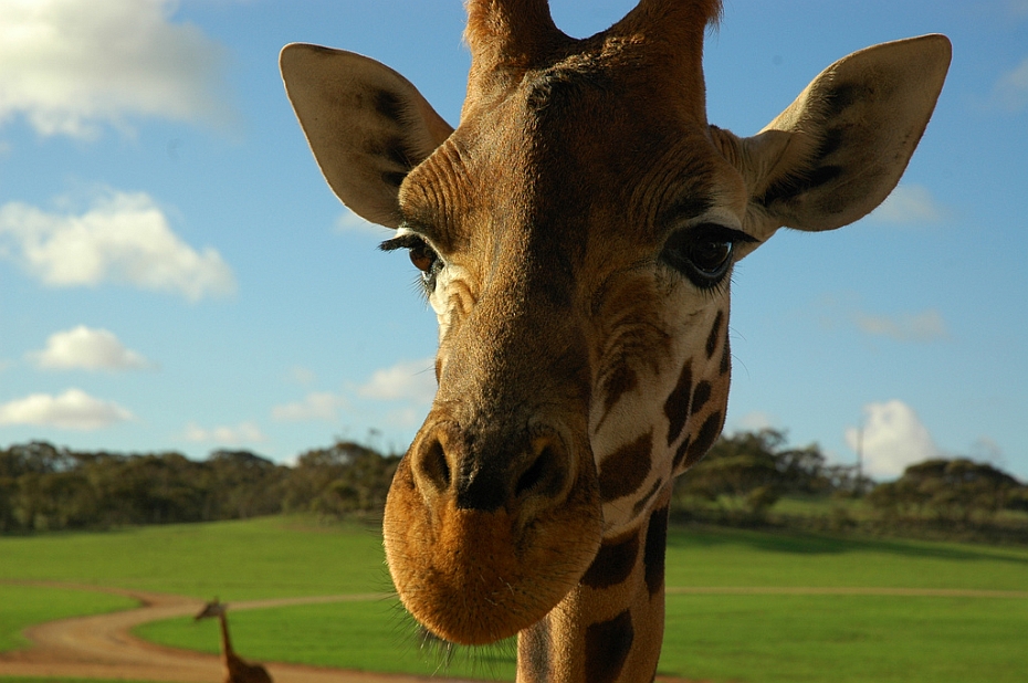Cele-mai-neobisnuite-animale-de-companie-girafa