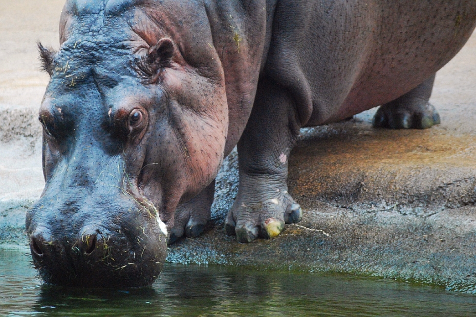 Cele-mai-neobisnuite-animale-de-companie-hipopotamul