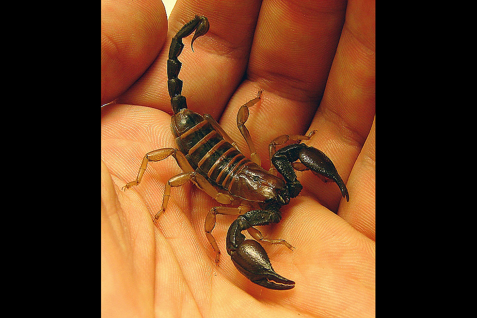 Cele-mai-neobisnuite-animale-de-companie-scorpion