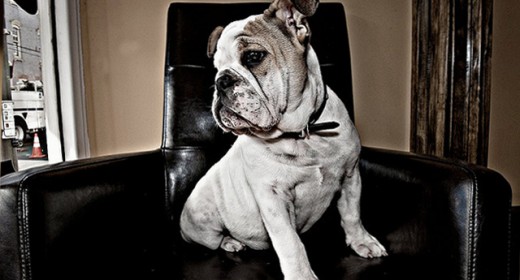 cele mai frumoase rasa de caini din lume bulldog pe scaun